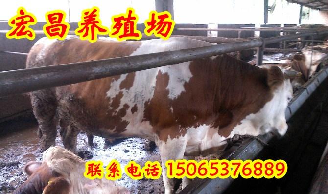 【在深圳能适应养黄牛吗】价格,厂家,牛